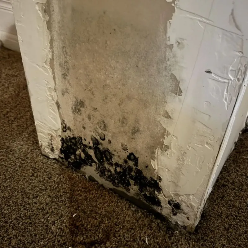 Professional Mold Removal in Clyde, TX